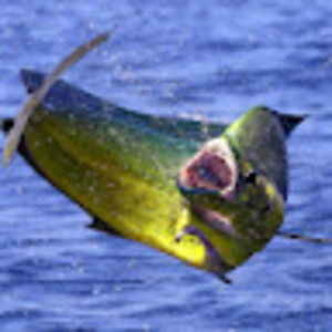 Meet your Posher, Lily